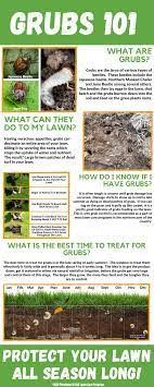 Lawn grubs larvae are notorious for destroying lawns, creating brown patches 10 ways. Grub Control Experigreen