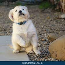 5 Nasty Parasites Your Dog May Already Have Puppy In Training