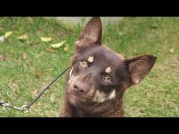 avcilar kopek egitim merkezi ciftligi pet egitimi