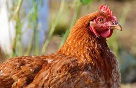 We did not find results for: Ingin Produktivitas Ayam Petelur Meningkat Cari Tahu Tips Perawatannya Di Sini Alatternakayam Com