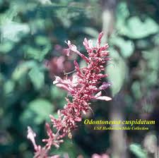 Image result for Odontonema cuspidatum