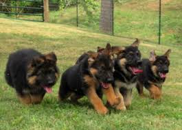 Black And Red German Shepherd Puppies Red And Black German Shepherds Animals Funny Animals Funny Dog Memes
