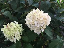 This is a small selection of the proven winners® range. Proven Winners Color Choice Limelight Hydrangea Southwest Nursery Wholesale Landscaping Supplies Dallas Fort Worth