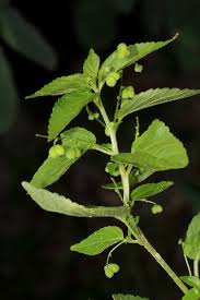 Image result for Micrococca mercurialis