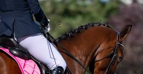 2026 Foothills Chapter Rated Show (Saturday)