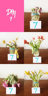 We did not find results for: Test Lab The Best Way To Keep Flowers Fresh Apartment Therapy