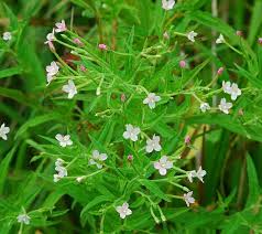 Image result for Epilobium