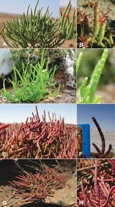 Image result for Salicornia pachystachya