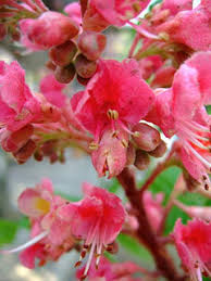 We did not find results for: Aesculus X Carnea Red Horse Chestnut Ruby Red Horsechestnut Pfaf Plant Database