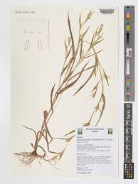 Image result for Hackelochloa granularis