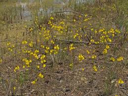 Image result for Utricularia tortilis