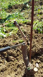 Image result for graft grape vines