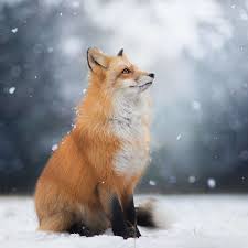 De verzorgers deden extra hun best en dankzij vrijwilligers joop en ronald en bestuurslid roel werd er op tijd een vracht en als altijd leverde de winter mooie plaatjes op van de dierenvallei in de sneeuw. Pin Van Danique Koene Op Fuchse Im Schnee Schattige Dieren Schattigste Dieren Grappige Dieren
