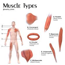 Most skeletal muscles are attached to two bones through tendons. Healthy Street Shapes Of Skeletal Muscles 1 Parallel Or Fusiform As Their Name Implies Their Fibers Run Parallel To Each Other These Muscles Contract Over A Great Distance And Usually Have