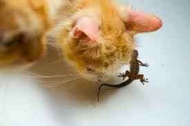 It was a really comical sight. Do Cats Eat Lizards Are They Not Toxic Dangerous Reptile Follower
