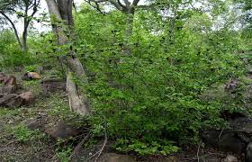 Image result for Monodora junodii