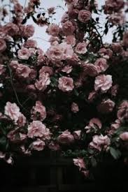 Aesthetic Black And Pink Roses Photography Art Hipster Vintage Indie Black Grunge Dark Flowers Grunge Fashion Pink Flowers Dark Vin Flower Aesthetic Dark Flowers Aesthetic Photography Grunge