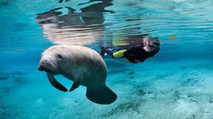 Maybe you would like to learn more about one of these? Nadando Con Manaties En Crystal River Wellnessdestiny
