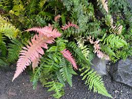 Image result for Blechnum