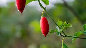 Image result for Coccinia sp. A