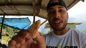 JAMAICAN JERK CHICKEN