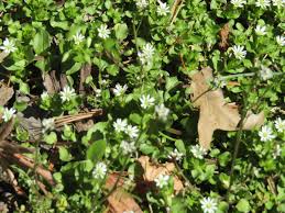 Maybe you would like to learn more about one of these? Weeds Of Spring Purple Deadnettle Henbit Common Chickweed And Hairy Bittercress Daysingarden