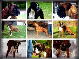 Puppyfinder.com is your source for finding an ideal boxer puppy for sale in alabama, usa area. Rumors Of Luv Boxers