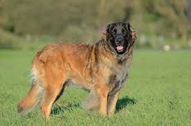 Even though the leonberger is considered a working breed, today's leonberger would prefer to be with and take care of their human families. Leonberger Molossoide Berghunde Deutsche Hunde