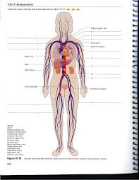 Thoracic aorta, celiac trunk, superior mesenteric artery, inferior mesenteric artery, and common iliac arteries (with its terminal branches internal iliac and external iliac arteries). 2