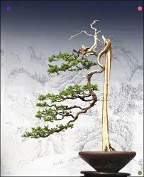 Sampai cucur atap race haram sampai ke pagi kalau macam tu baik tak yah hujan. 290 æ¤è¢« Ideas Ikebana Flower Arrangement Bonsai Art Ikebana Arrangements