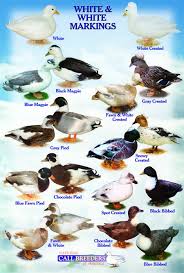 Pin On Ducks