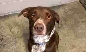 Click here to schedule an onsite adoption appointment. 7 Lovable Pups To Adopt Now In Sacramento