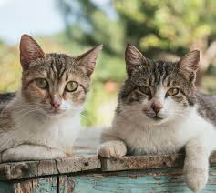 Maybe you would like to learn more about one of these? 10 Places To Delight Portland Cat Owners Mud Bay