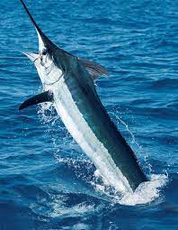 azores blue marlin fishing marlin fishing salt water fishing blue marlin fish