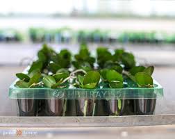 Image result for orchid cuttings