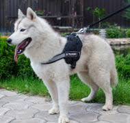 Schnelles festhalten am geschirr durch handschlaufe möglich. Husky Geschirr Kaufen Hier Professionelles Zubehor