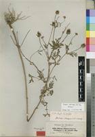 Image result for Bidens schimperi