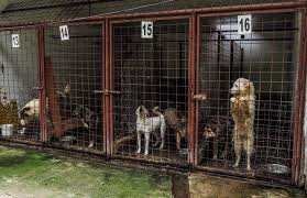 Bir köpeği kurtarmak için yapılan instagram paylaşımları saatler ilerledikçe artıyor. Rescue For 170 Romanian Dogs Saving Orphaned Souls Sheila S Animal Rescue Mission Animal Webaction
