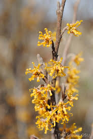 Image result for Hamamelis mollisi