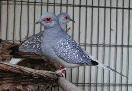Diamond Dove Care Diamond Dove Care As A Pet Bird