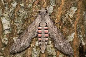 Image result for Convolvulus ocellatus