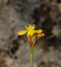 Image result for Xyris straminea