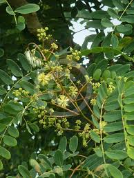 Image result for Albizia procera