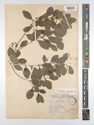 Image result for Pleurostylia capensis