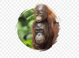 Search more high quality free transparent png images on pngkey.com and share it with your friends. Sepilok Orang Utan Rehabilitation Centre Sumatran Orangutan Bornean Orangutan Chimpanzee Png 600x600px Sumatra Ape Bornean Orangutan