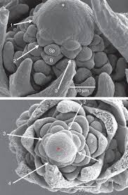 Image result for Courtoisina assimilis