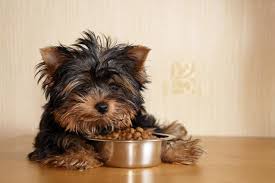 Since puppies have unique nutritional needs, it's important to choose a puppy food that has the appropriate you should continue to feed the same brand of puppy food as before. When Do Puppies Start Eating Food Weaning And Diet