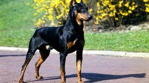 Top 10 Most Dangerous Dog Breeds Parhlo
