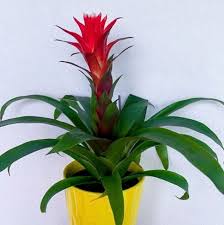 We did not find results for: Do Bromeliads Die After Flowering Indoor Plants World