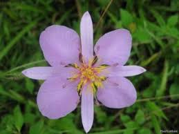 Image result for Clappertonia ficifolia